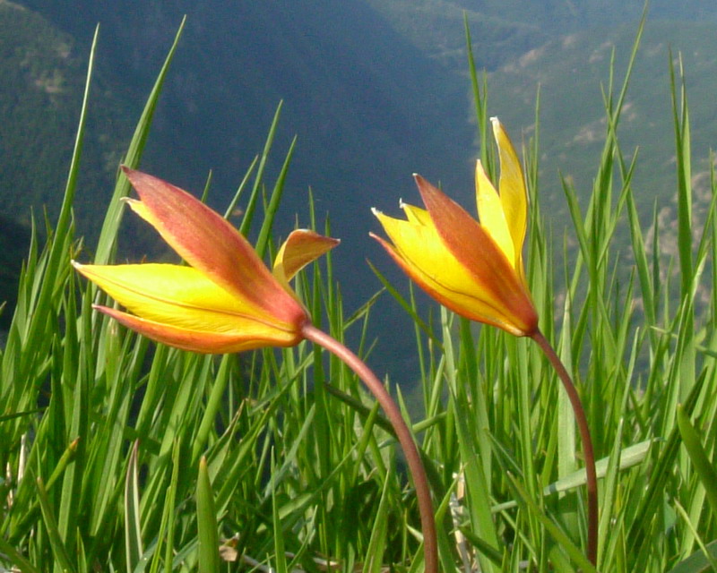 Tulipa australis / Tulipano montano